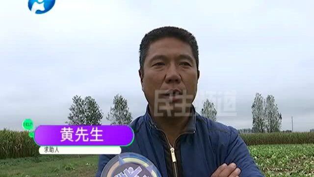 河南尉氏:种了四十多亩白菜,一场暴雨后直接“歇菜”,菜农哭了