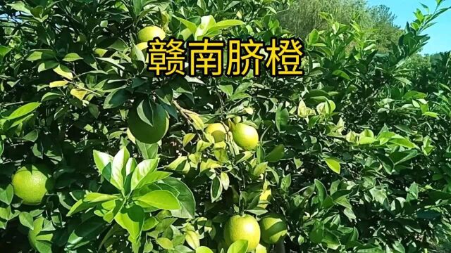 我家的脐橙树