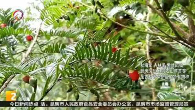 文山马关:古林箐原始森林秋景