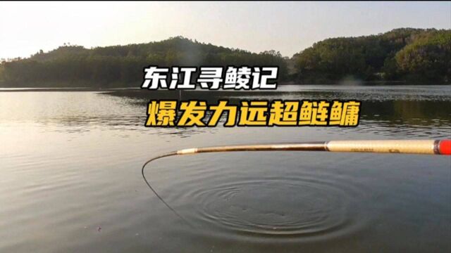 东江野钓鲮鱼,土鲮和麦鲮齐来报到,爆发力远超鲢鳙爱上就忘不了