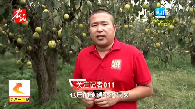 石家庄高邑:30万斤雪花梨销路难寻,记者帮忙一天售罄,梨农乐了