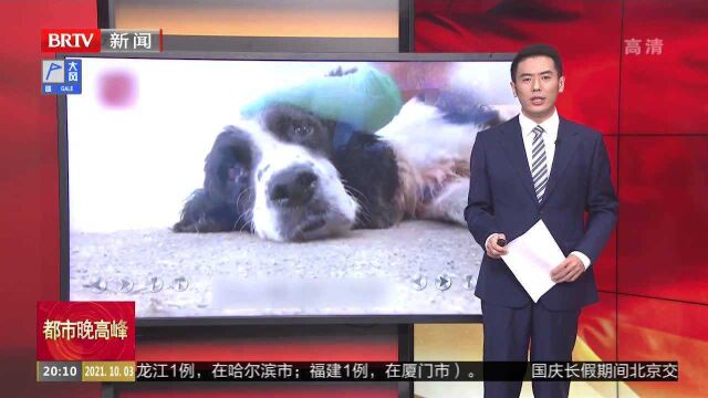 江苏南京:汶川地震最后一只搜救犬冰洁离世,曾勇救13人