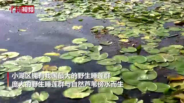 秋日博斯腾湖:湖水沙漠相依睡莲芦苇相映