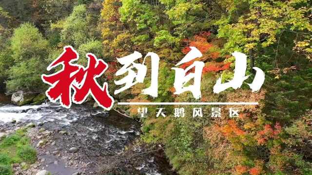 看 ⷠ白山丨秋到白山