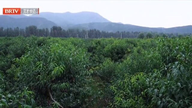 传统农业科技感满满,西营村转型升级建设未来果园