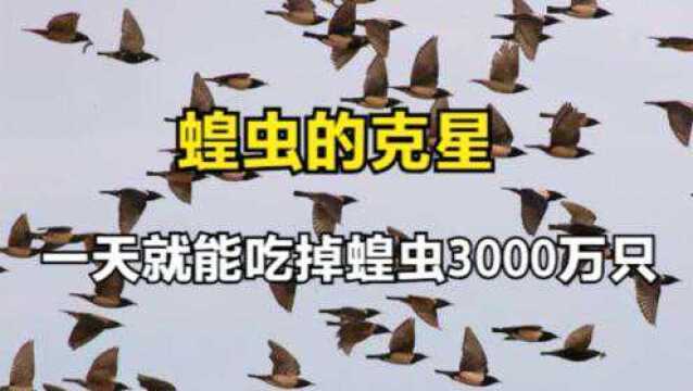 蝗虫的末日来了!新疆找到灭蝗秘诀,20万只粉红椋鸟把蝗虫消灭