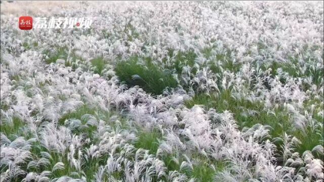 蒹葭秋雪!芦花大片绽放如云似雪如诗如画