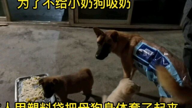 小狗成长日记,为了给小奶狗断奶,主人用塑料袋把母狗身体套起来