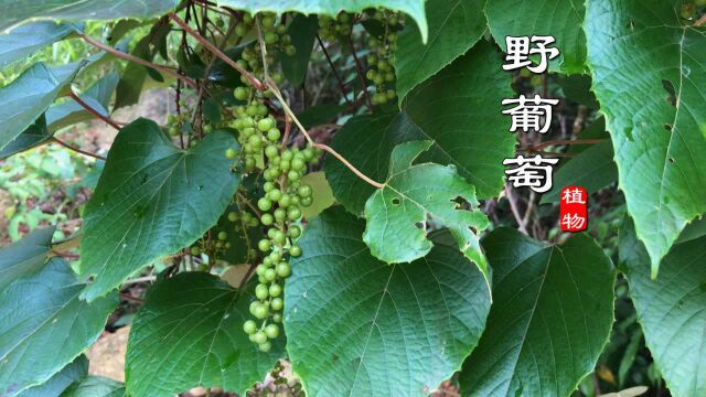 兰兰进山找野葡萄,果实结满树,根还是药材,看下你们家乡有吗?