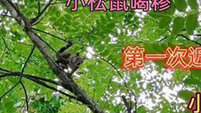 山东临沂茶山李小寨原生态风景区小松鼠吃核桃嘎吱嘎吱吃的真香