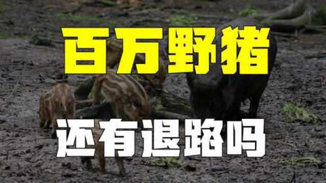 中国野猪泛滥成灾!“人猪大战”愈演愈烈,野猪肉究竟能不能吃?