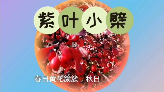 春日黄花簇簇,秋日红果满枝——紫叶小檗