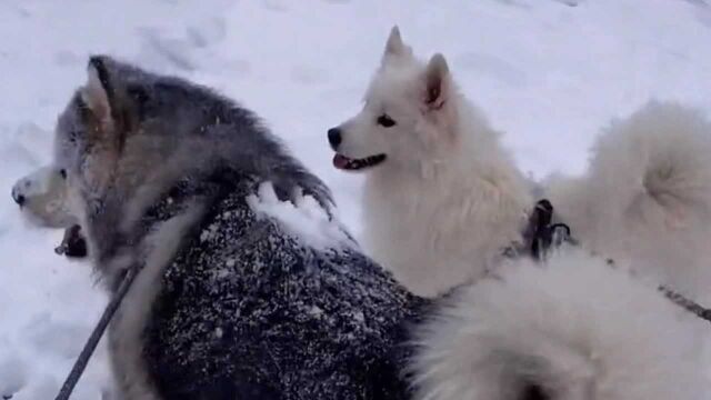 当雪橇犬看见下雪天,它们就好像回到了故乡一样欣喜若狂!