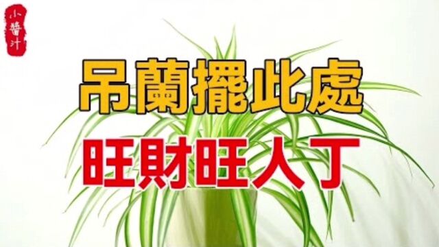 居家风水:吊兰真的不适合家里养吗?吊兰的风水宜忌有哪些?