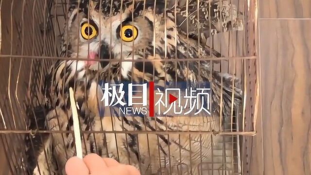 麻城市成功救助一只受伤雕鸮,系国家二级保护动物