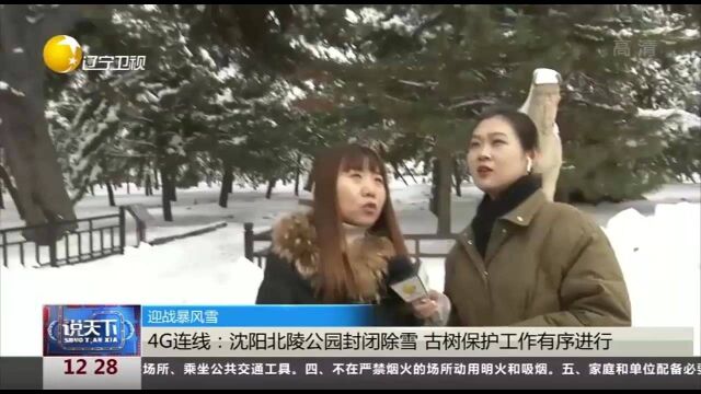 4G连线:沈阳北陵公园封闭除雪,古树保护工作有序进行