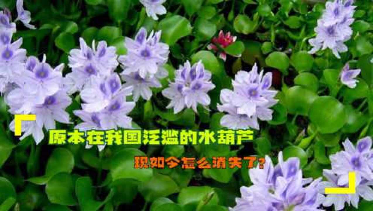 原本在我国泛滥的水葫芦,现如今怎么消失了?