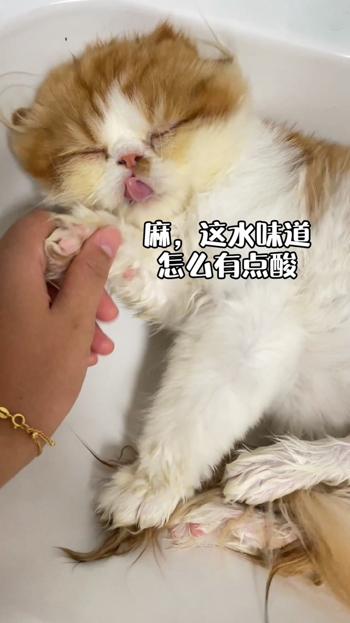 猫:我们在一起了 妈:两个男的,要点脸~812次播放 · 2021年11月15日00