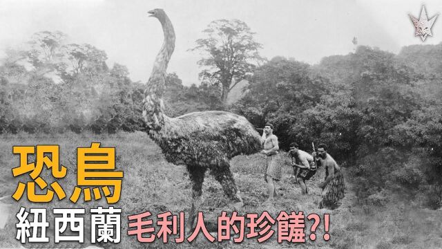 恐鸟 曾经最高的鸟类 仅仅只过200年就灭绝 据说是太好吃了