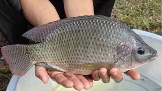 资深老钓友分享自用鲫鱼饵料配方,喜欢钓鱼的拿走不谢