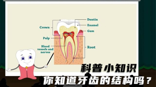 科普小知识:你知道牙齿的结构吗?