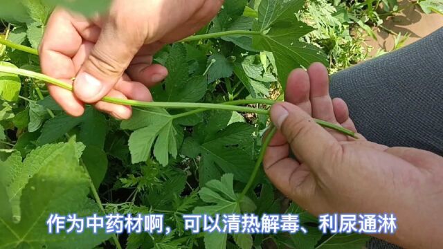 浑身是刺的凶猛植物——发现100种染料植物,第7种