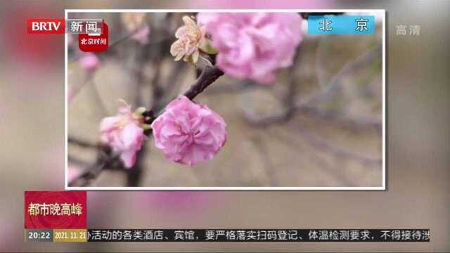 北京房山:数株桃树寒冬绽放,专家:天气骤冷骤热,桃树误把冬天当春天