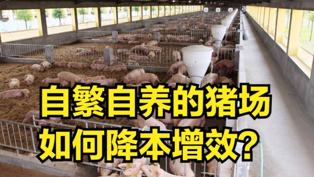 自繁自养的猪场,如何“降本增效”?做好这2点能增加母猪产仔量