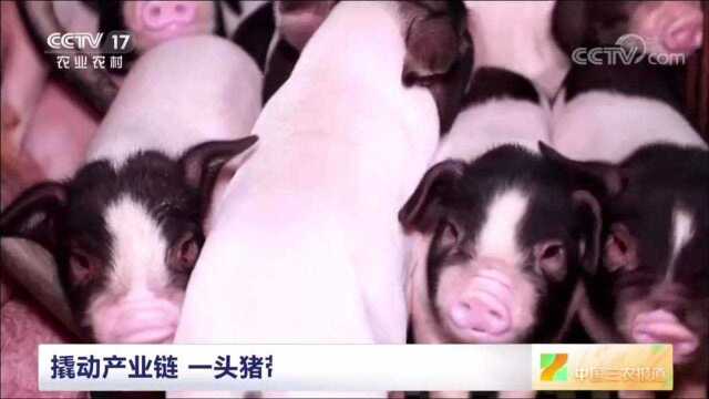 【CCTV17】湖南湘潭:“沙子岭猪”造就飘香红烧肉