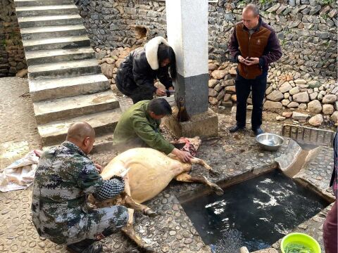 江西有个地方叫热水村,地下每天会冒出80度热水,用来脱牛毛真方便