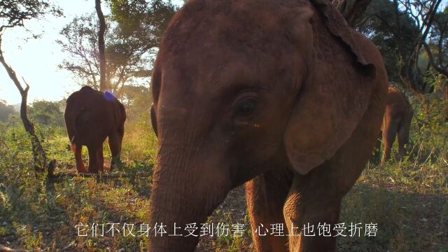 极端的旱灾下,数以百计的大象因缺水而死去,9.7分纪录片.