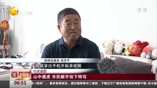 吉林珲春:与虎谋图!山中遇虎,市民顺手拍下特写