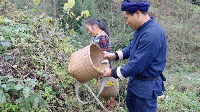 家乡的山菊花开了,原生态无污染,炒干泡茶喝起来真爽!