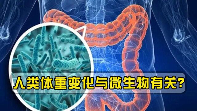 人类体重变化与微生物有关?肠道细菌是关键,科学家发现第二大脑