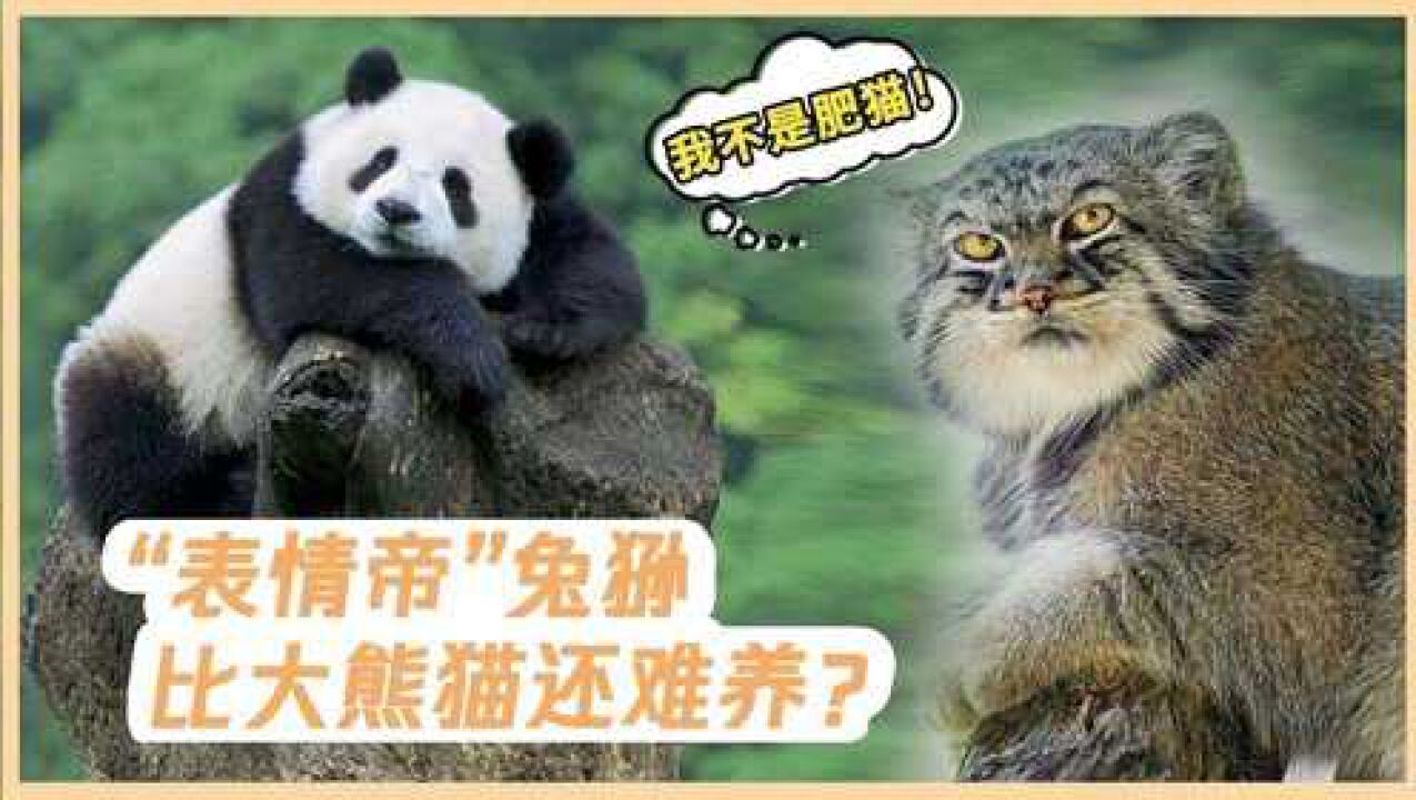 活在表情包里的网红兔狲,为什么动物园看不到?