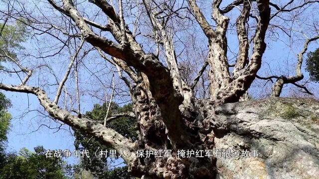 神奇!有着700多年历史,这棵青檀古树竟长在乱石之上