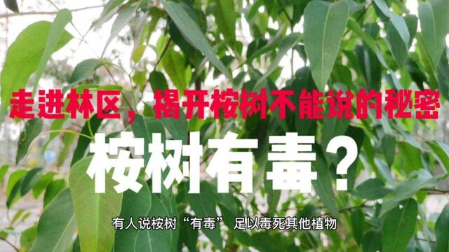 走进林区,揭开桉树“不能说的秘密”:桉树有毒?