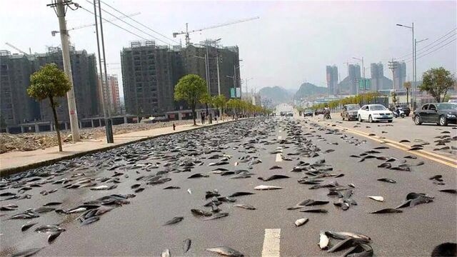 上万条鱼从天而降!不可思议的“动物雨”,到底是怎么形成的?