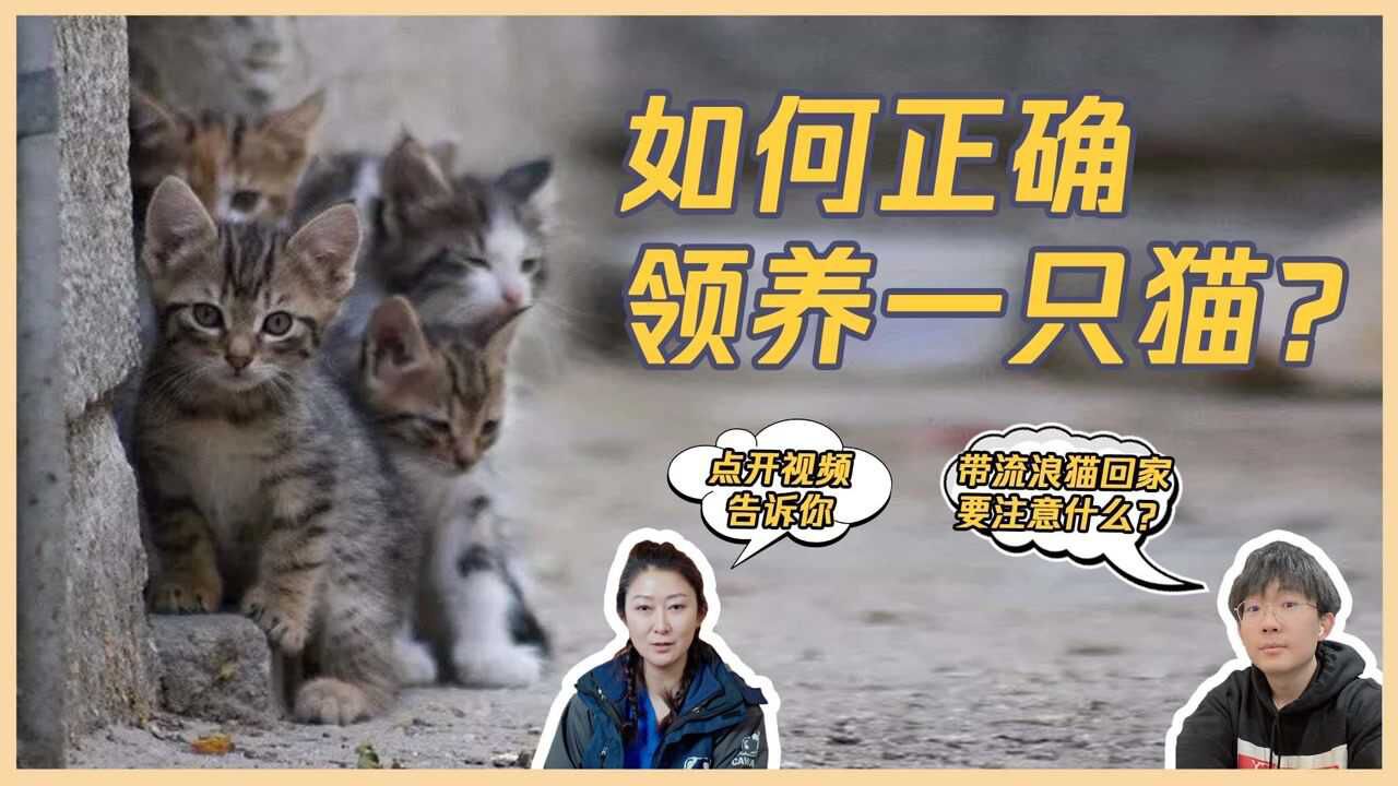 带小区里的流浪猫回家养,危险吗?