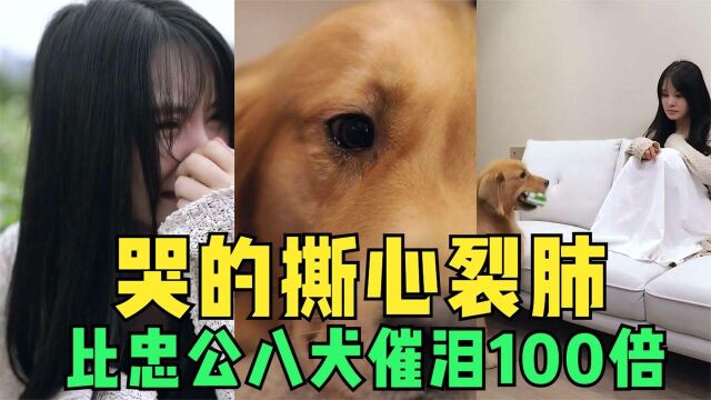 现实版忠公八犬,狗狗每天在公交车站等主人,一等就是7年!