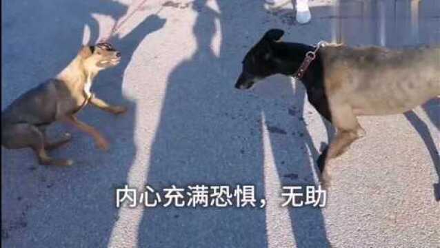 农村狗市:卖上狗肉车,生命走到了尽头,也要做最后的拼死挣扎,可悲