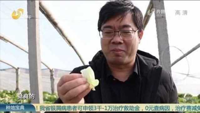 白菜种植户使用中医方案,种出的白菜安全无农残,收获一致好评