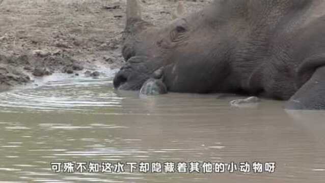 食肉水龟偷袭休息的犀牛,犀牛的反应太尴尬,犀牛:这是在挠痒痒