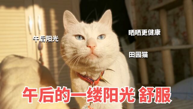 一缕阳光洒在猫咪身上,真好看