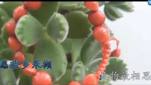 唐诗三百首第17首:《相思》王维