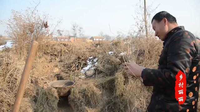 陕西咸阳农村地头,美女丽丽和同学用土炒玉米豆子,网友:童年回忆