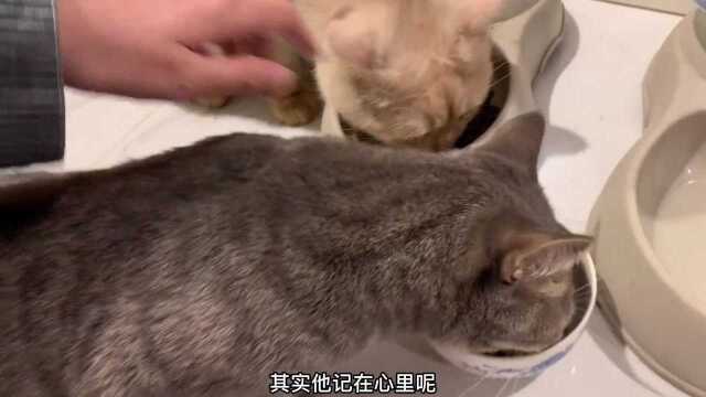 黄猪再逼逼把你也吃了,给我都整害怕了