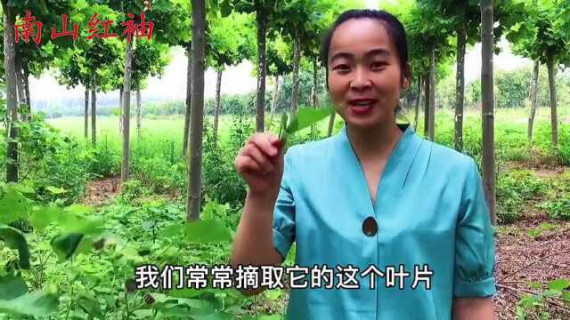 苘麻又称“磨盘草”,原来价值那么高,家家户户都能用得到,实用