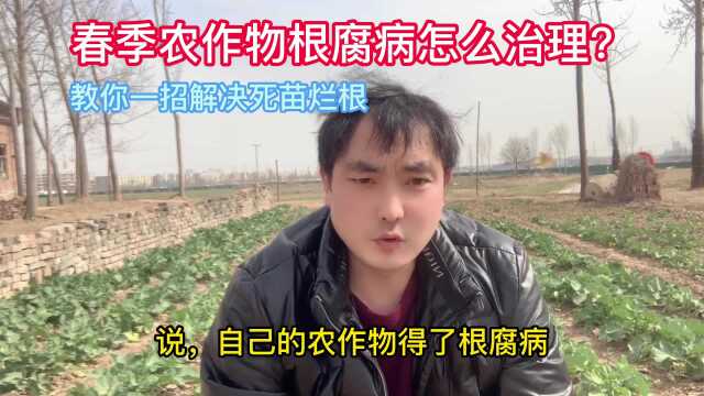 春季农作物根腐病怎么治理?如何防治死苗烂根?