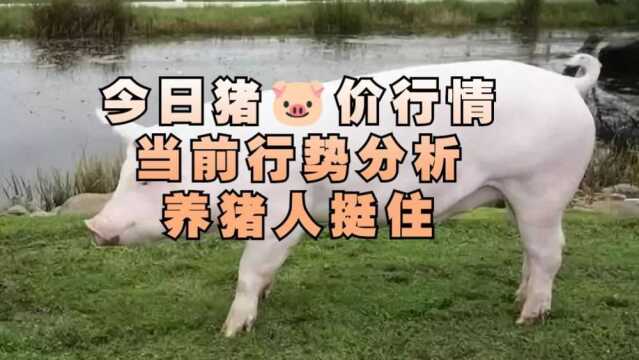 今日猪价行情,当前行势分析,养猪人要挺住!